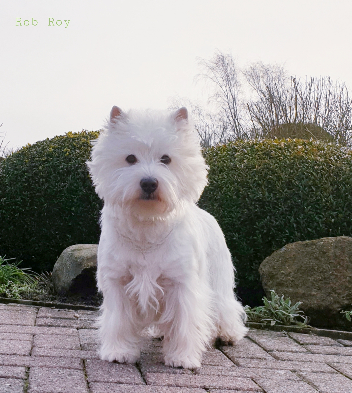 Rob Roy 01/20