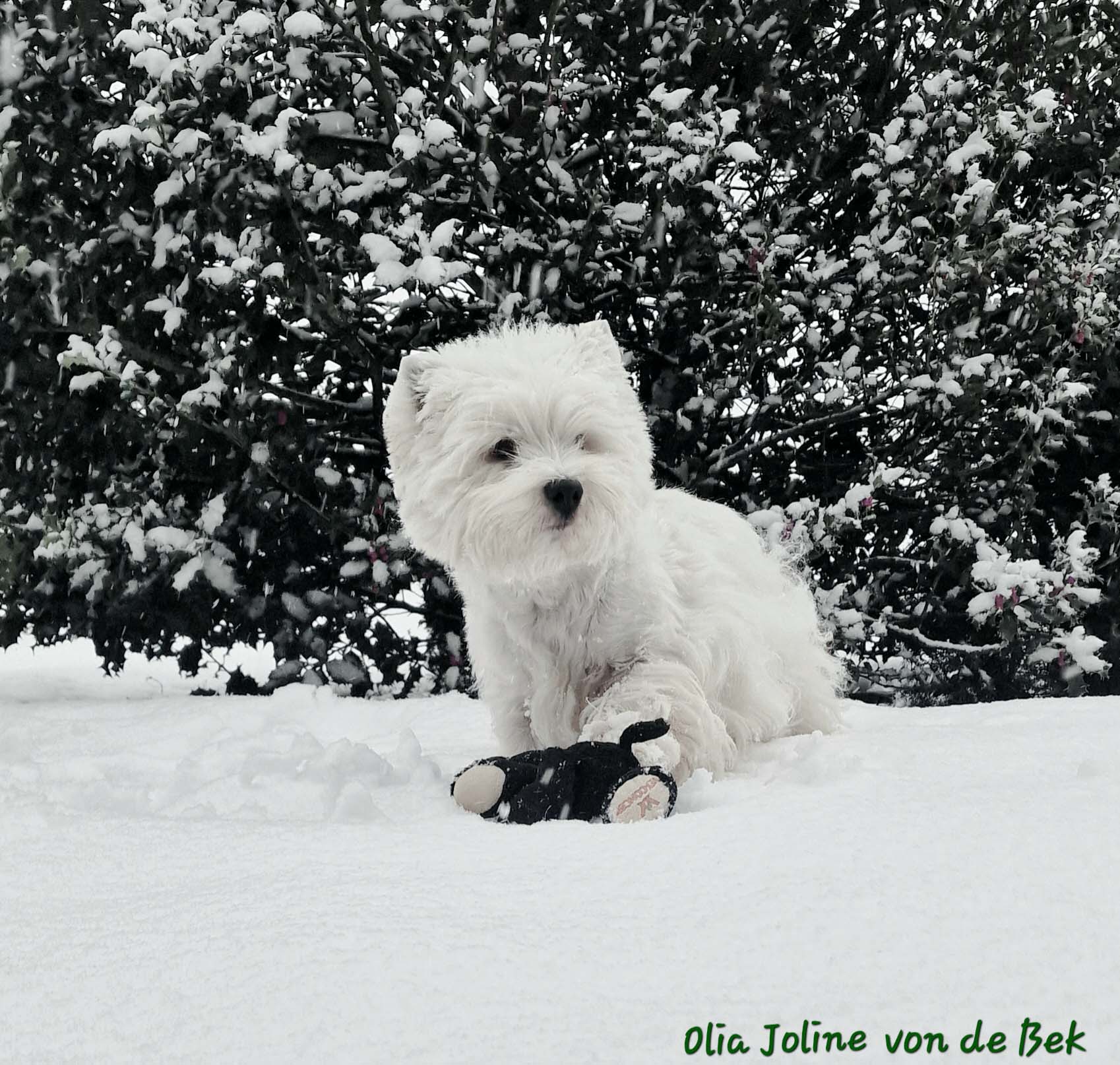 Olia Joline 12/2023