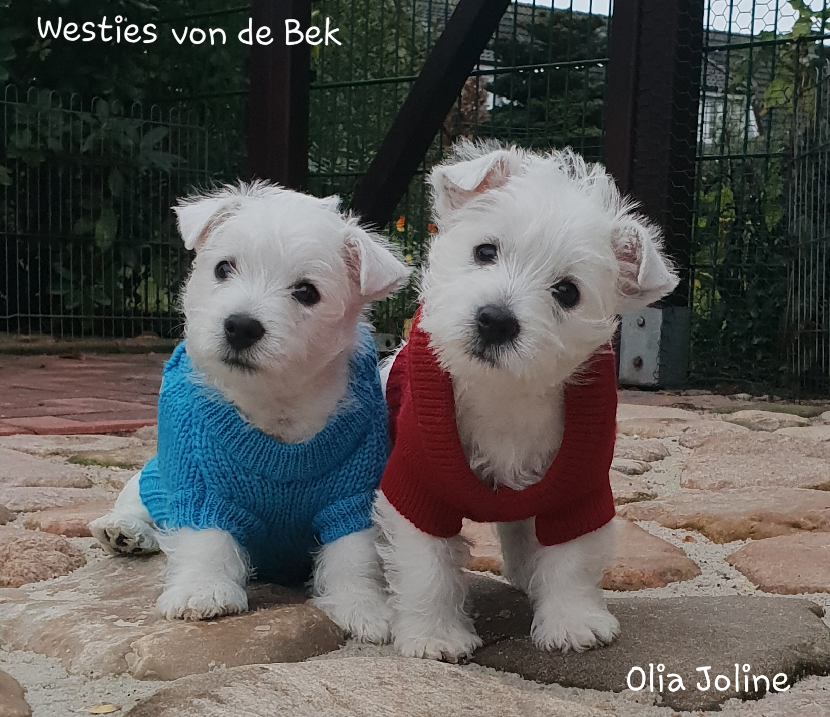 Olia Joline und ihr Bruder mit 8 Wochen