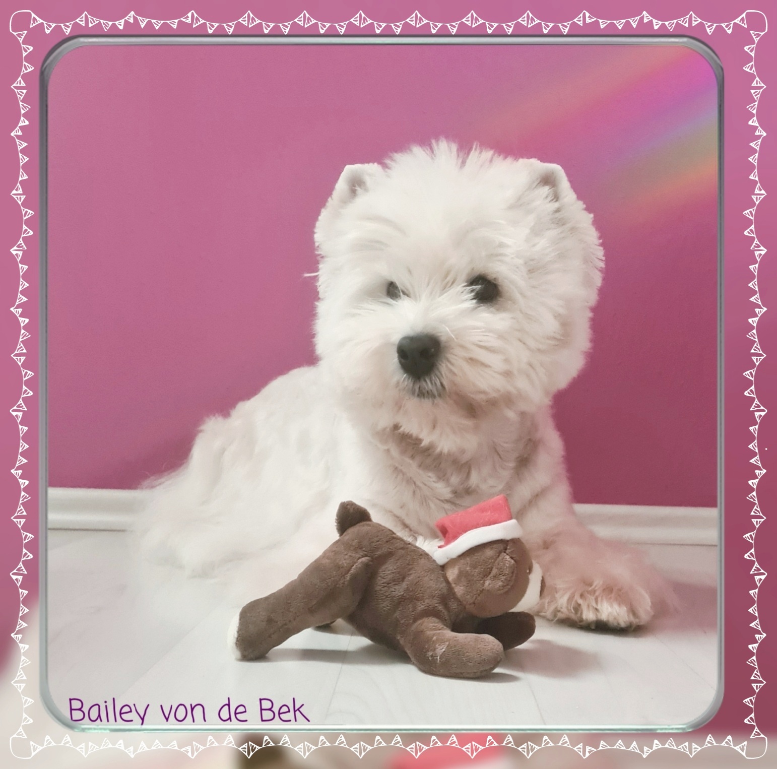 Bailey im April 2021