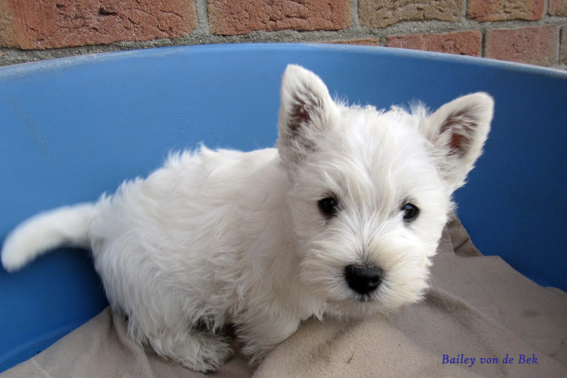 Bailey von de Bek mit 9 Wochen