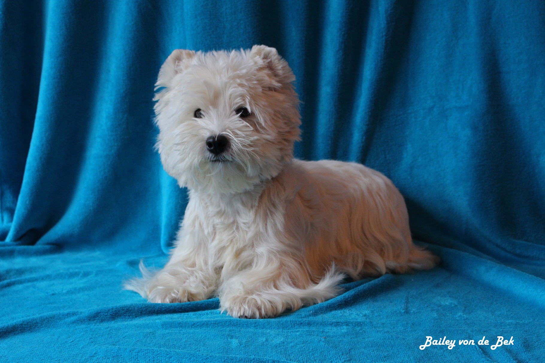 Bailey von de Bek 02/2015