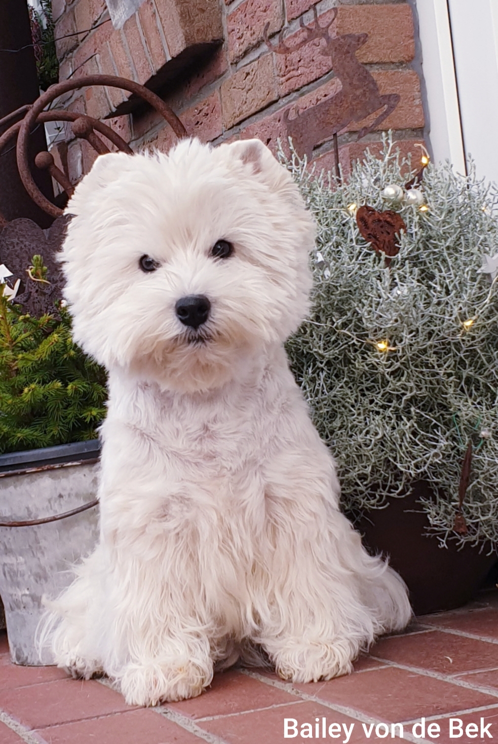 Bailey im Dezember 2019