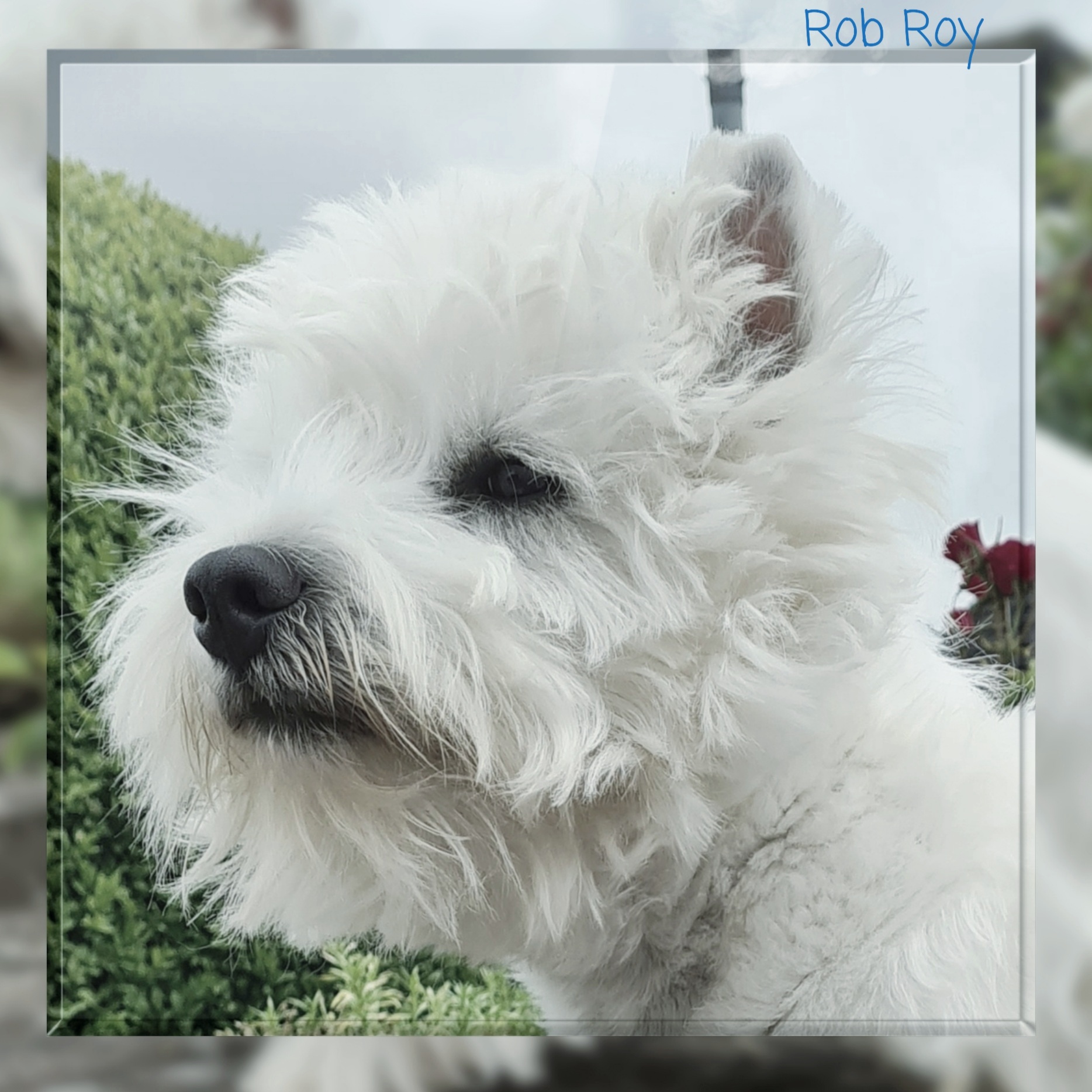 Rob Roy im Profil 06/2021