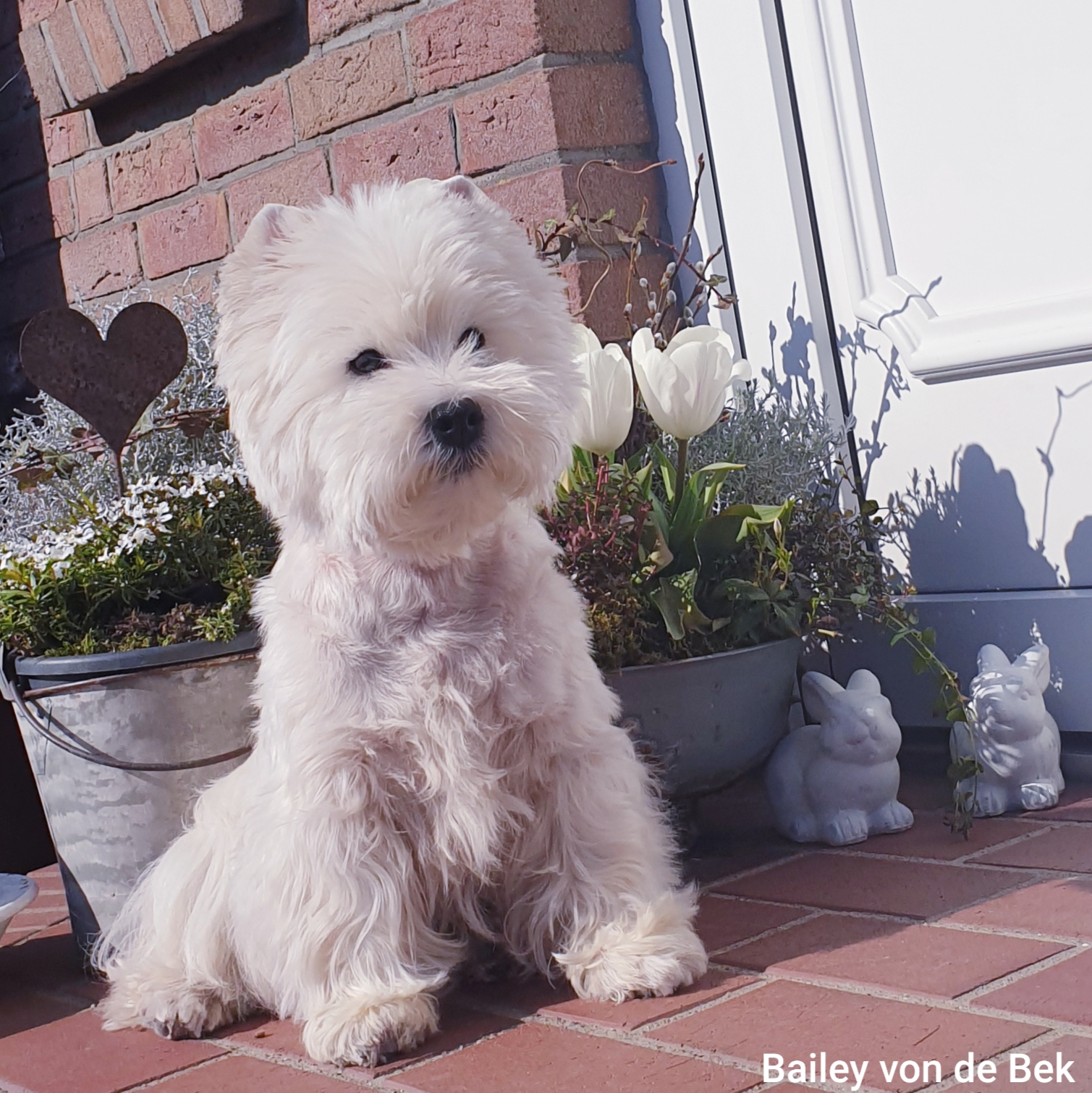 Bailey im März 2020