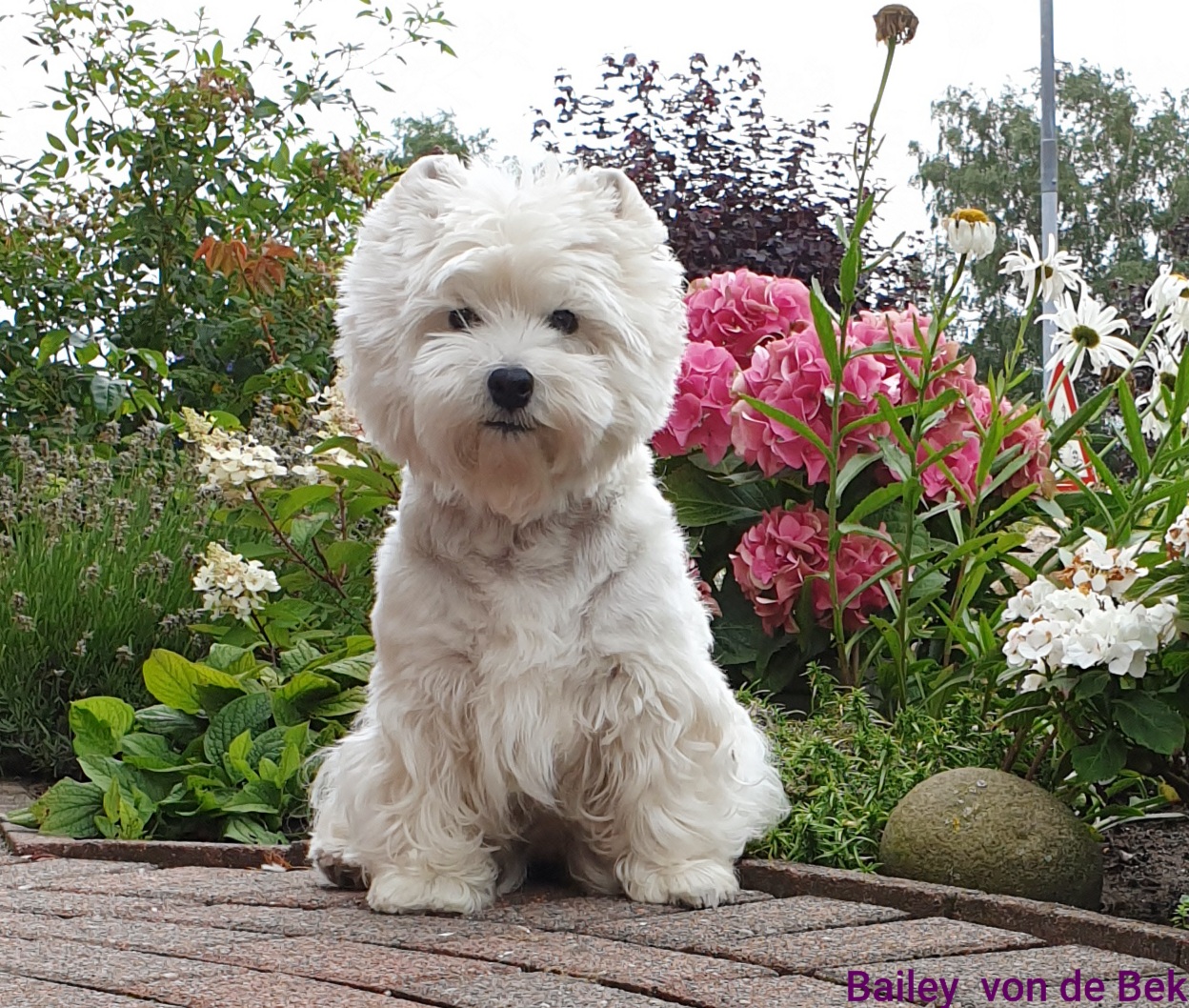 Bailey im Juli 2020