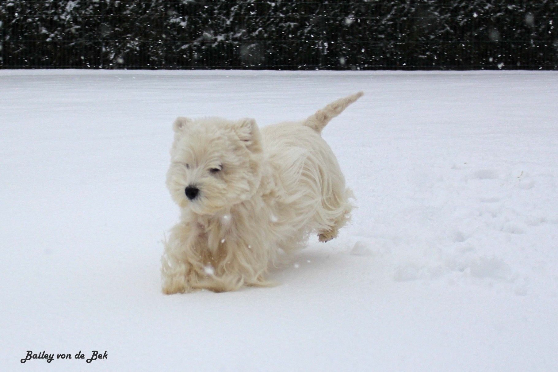 Bailey von de Bek 01/2015