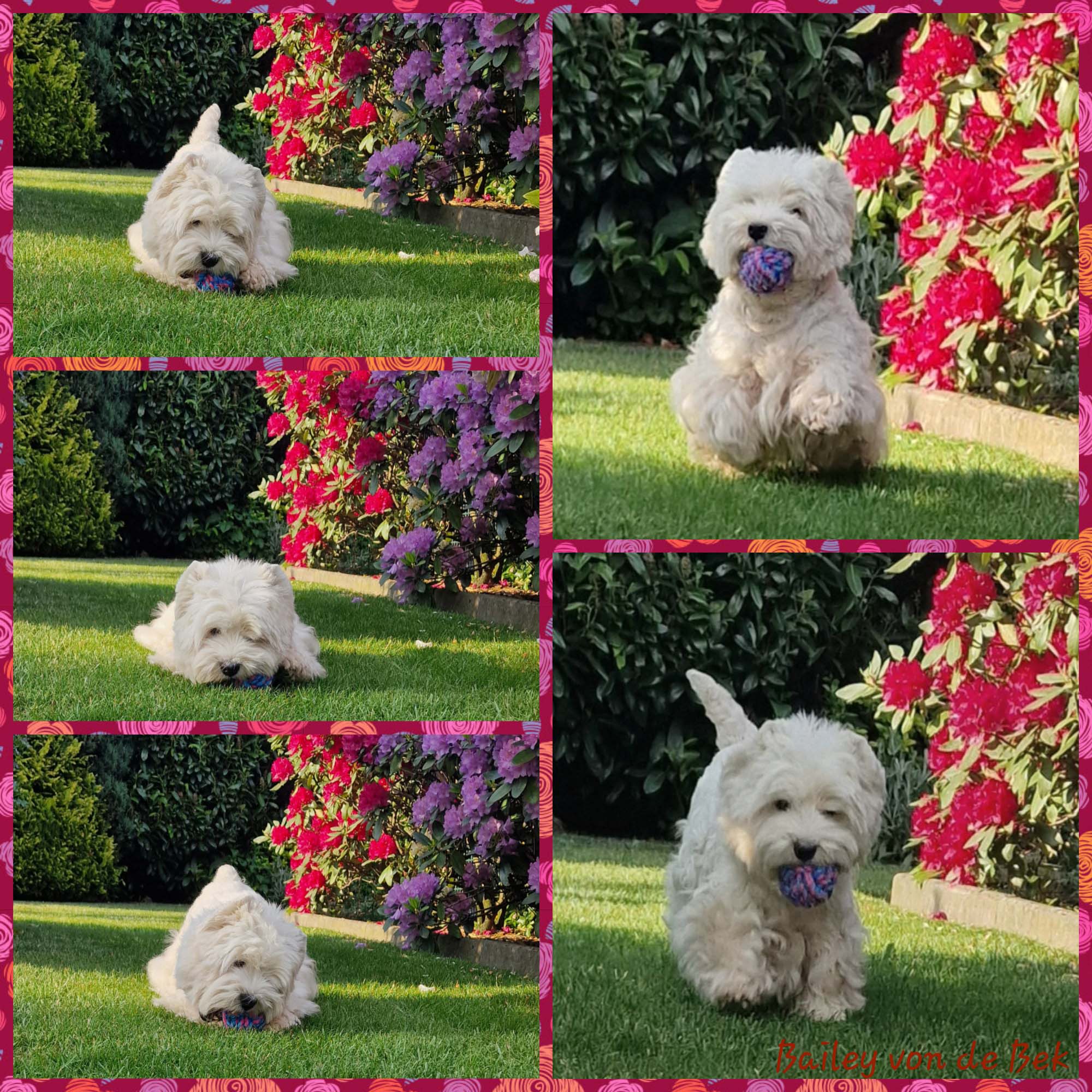 Bailey 06/2024