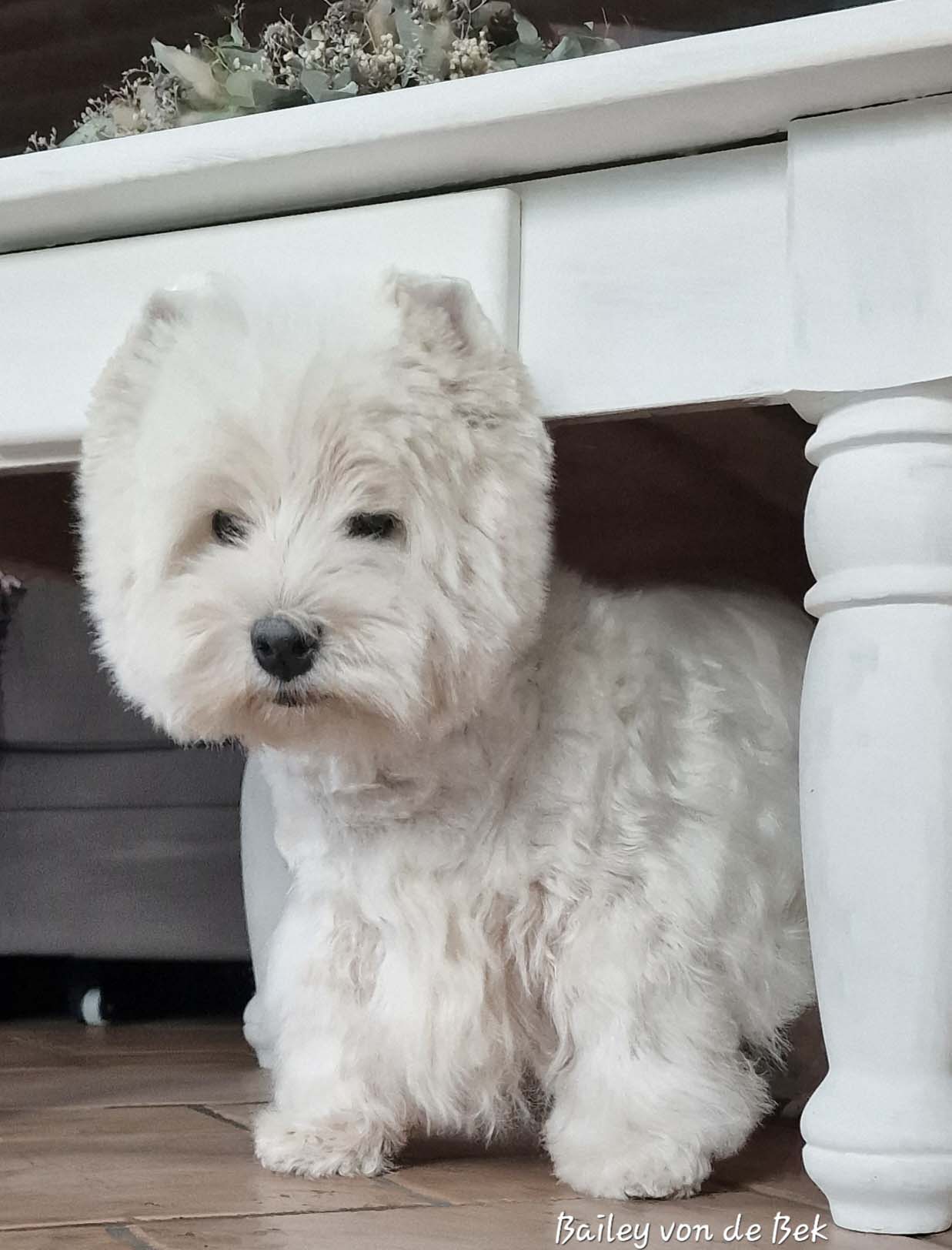 Bailey 11/2024
