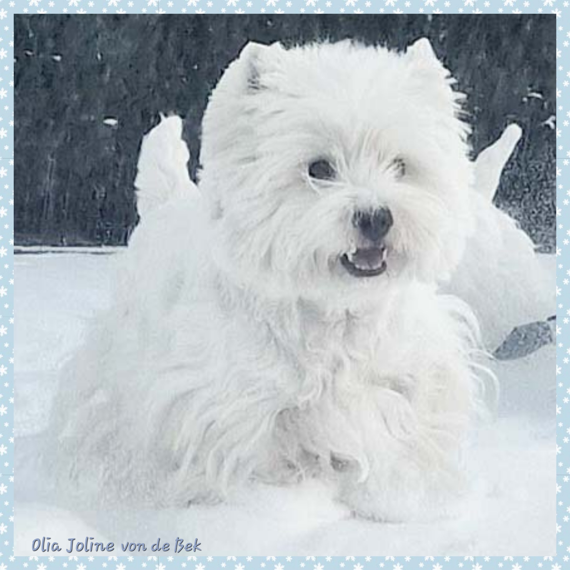 Olia Joline 12/2023