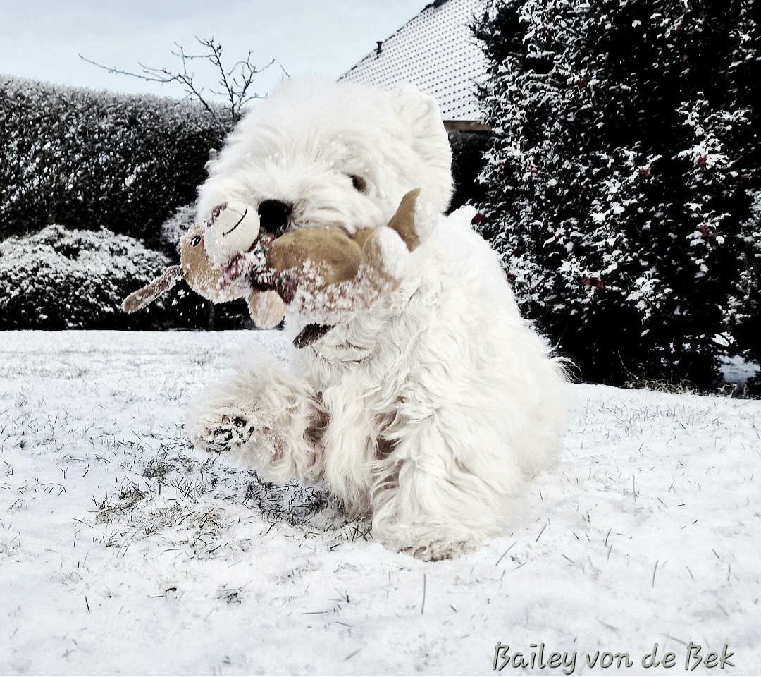 Bailey 11/2025
