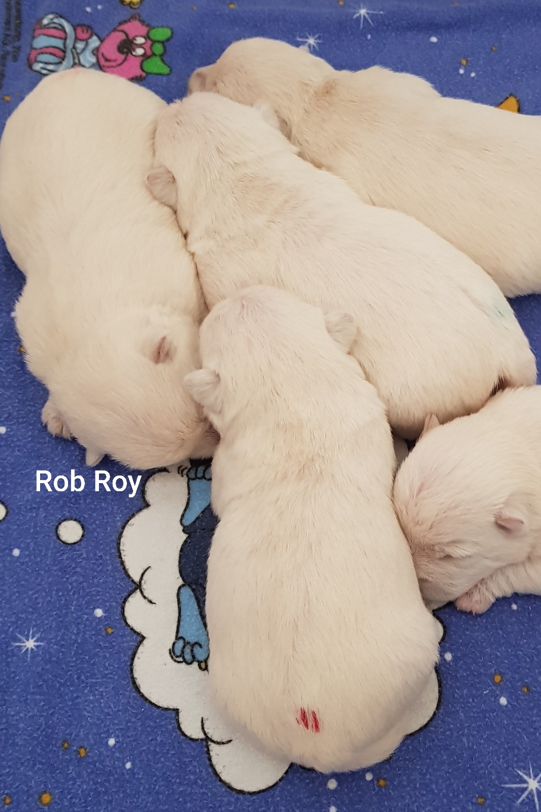 Rob Roy ganz links außen