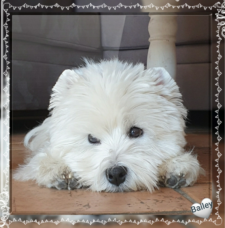 Am 11.06.2020 wurde Bailey 10 Jahre alt