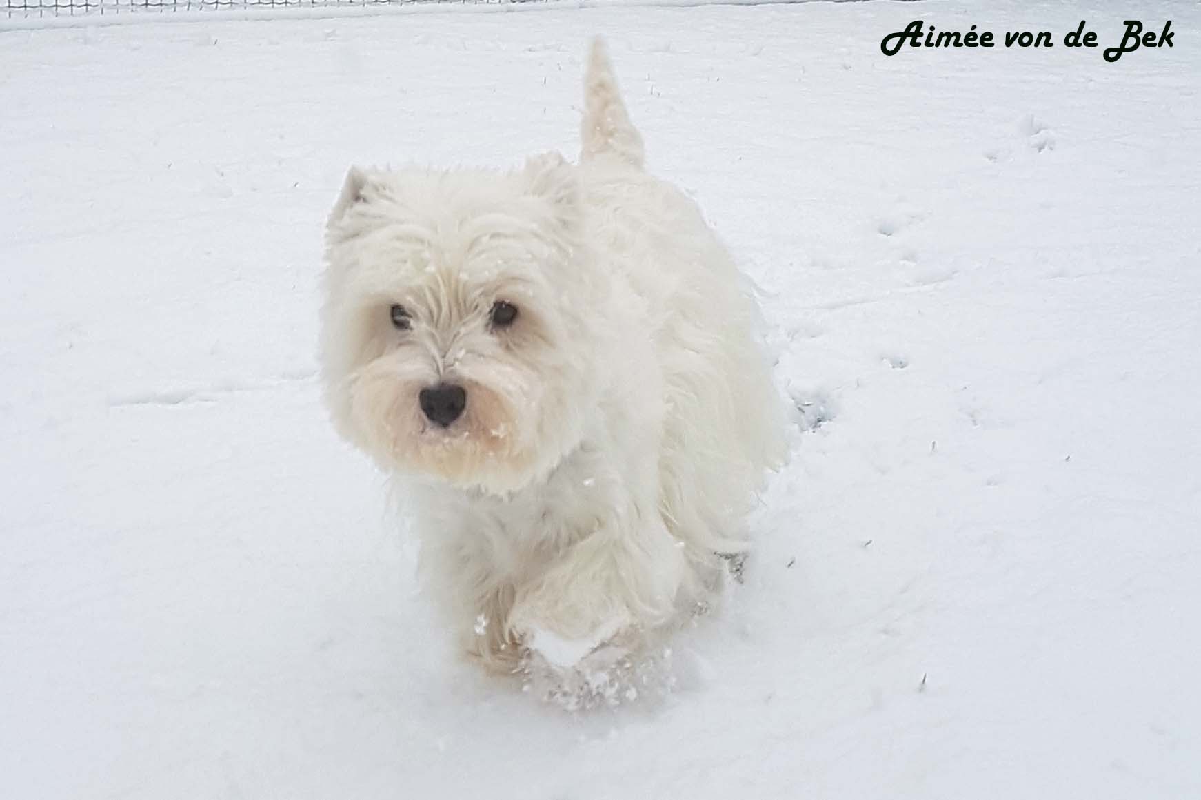 Aimée von de Bek 01/2018