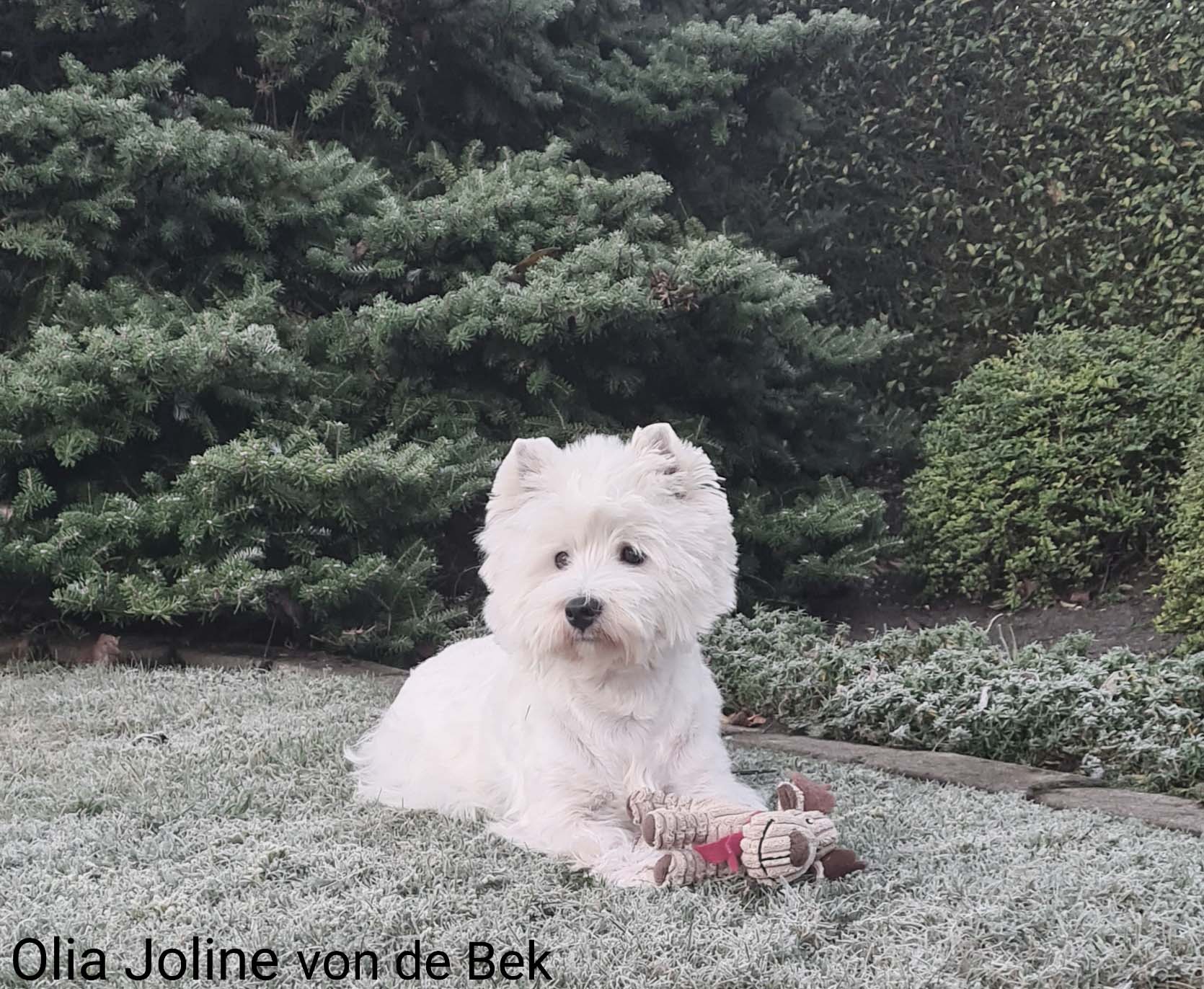 Olia Joline 01/2021