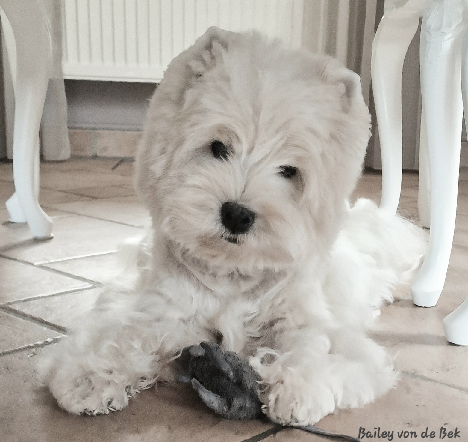 Bailey im Mai
