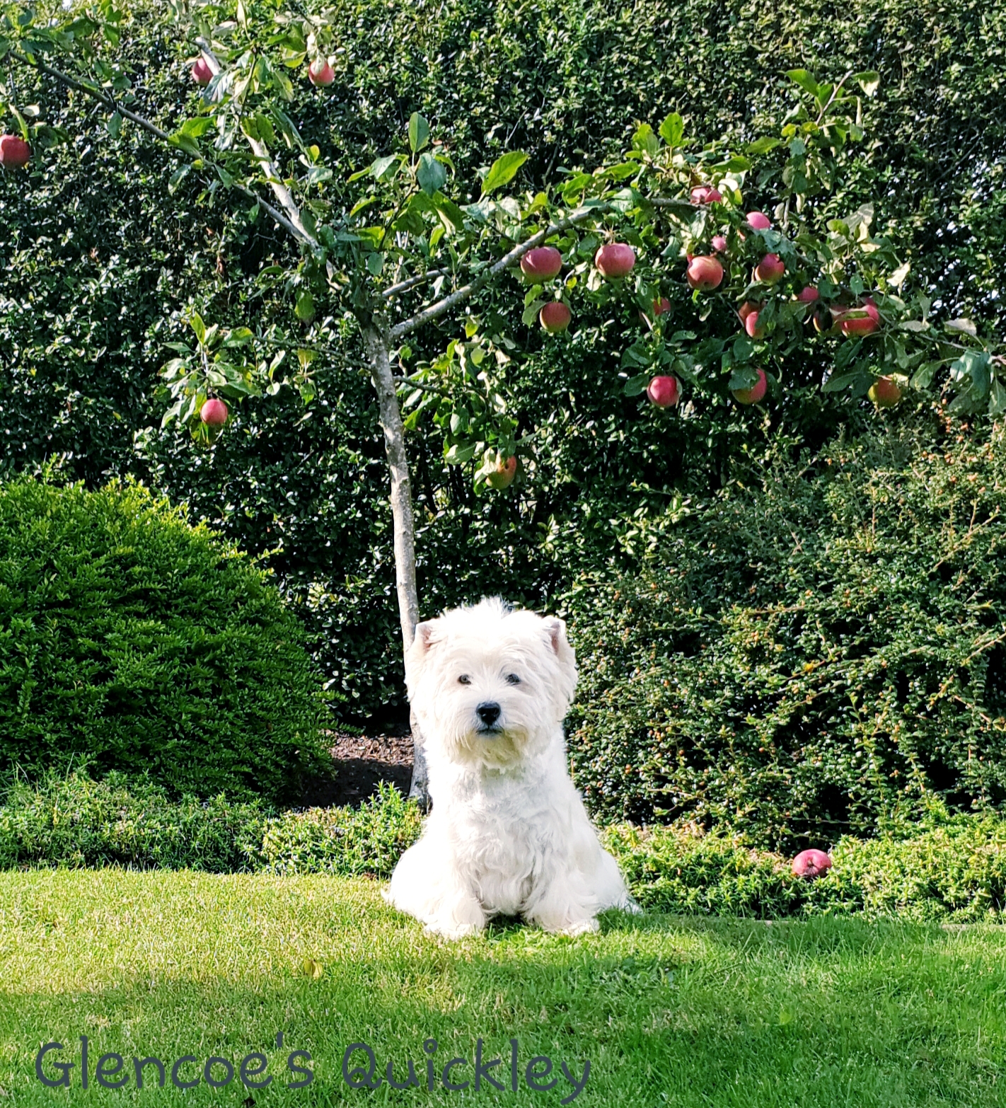 Glencoe´s Quickley 09/2019