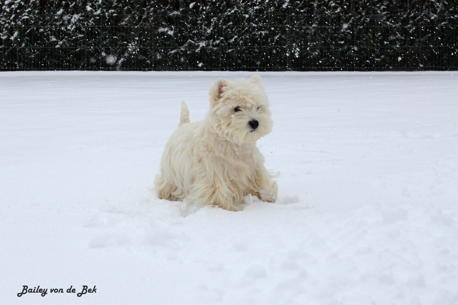 Bailey von de Bek 01/2015