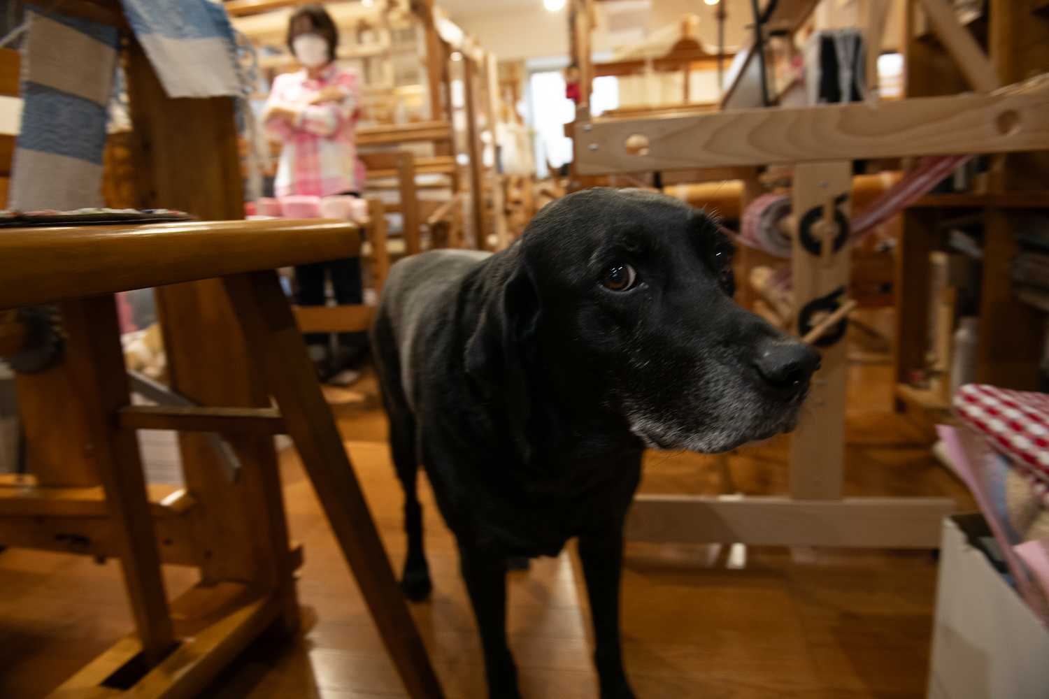 ▲ラブラドールのテオ。テオとジョイは教室の人気者。