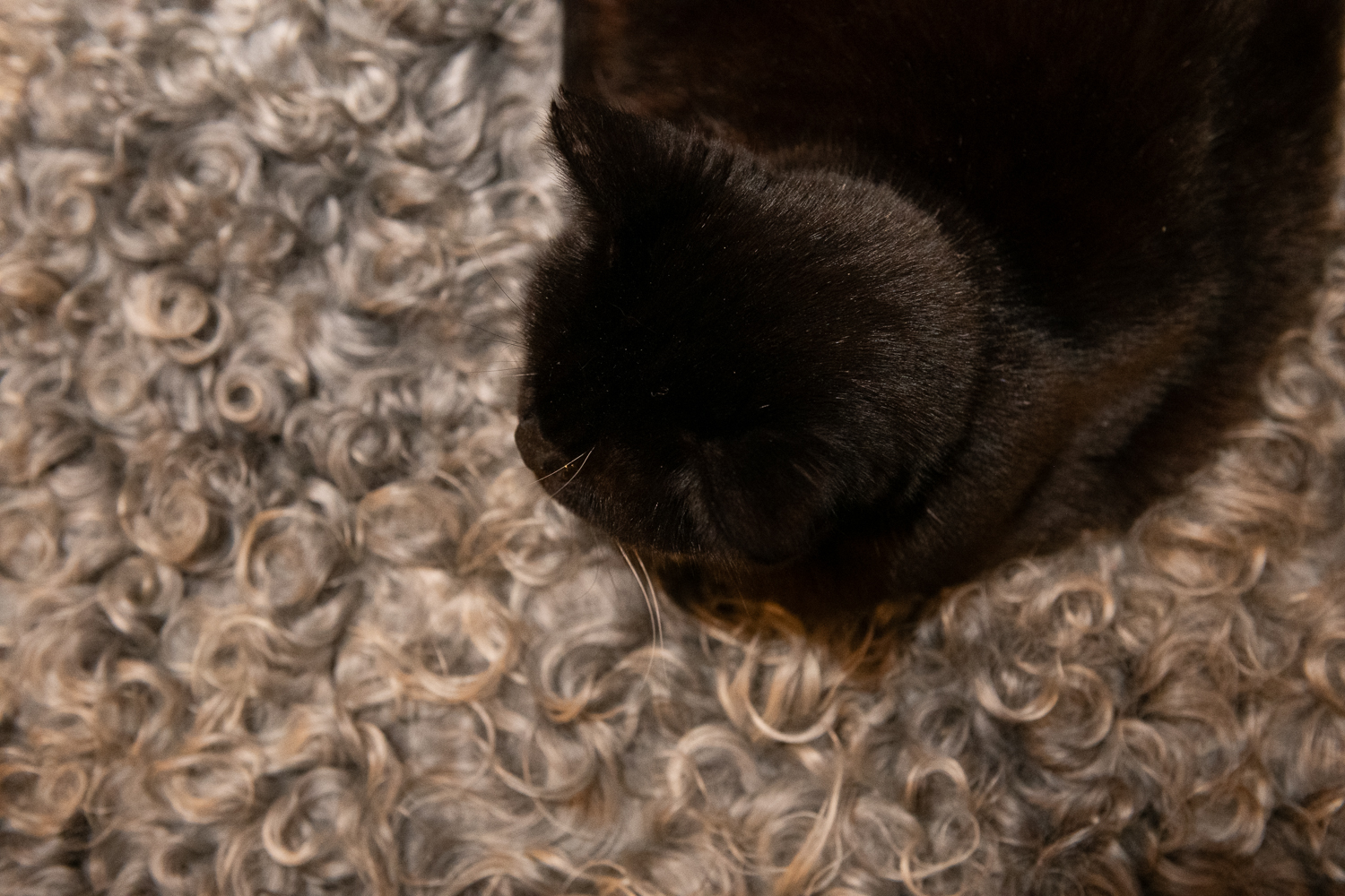 ▲猫は一番気持ちの良い場所を知っています