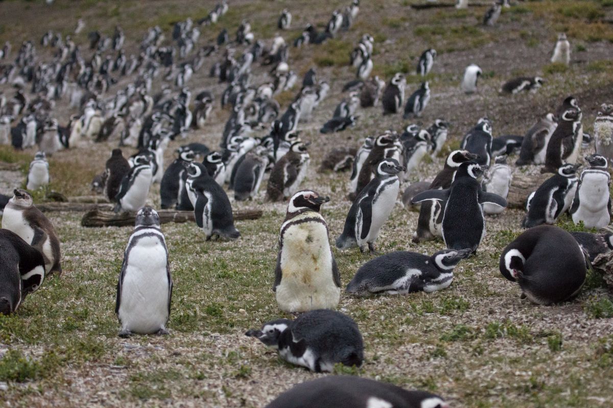 Pinguino di Magellano