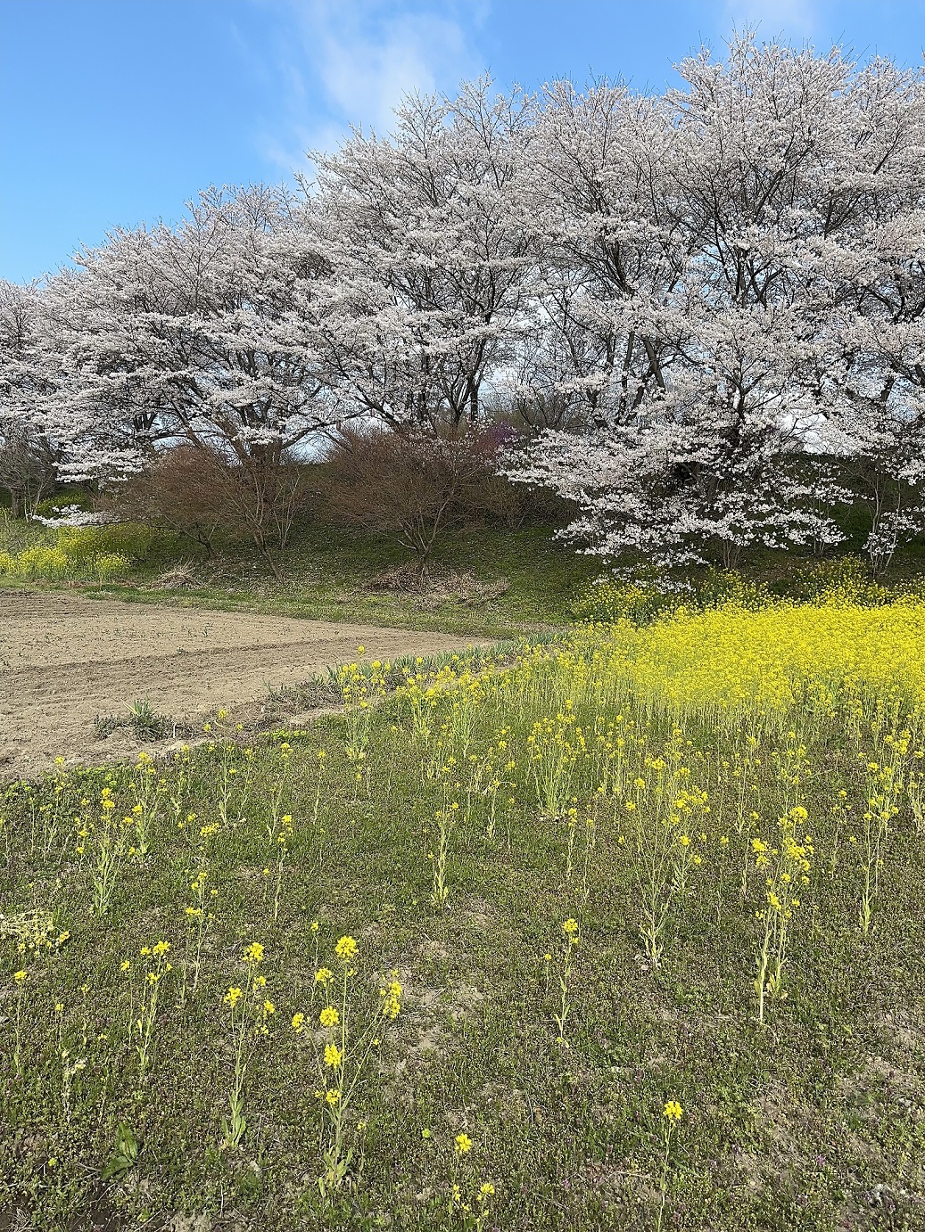 桜満開🌸