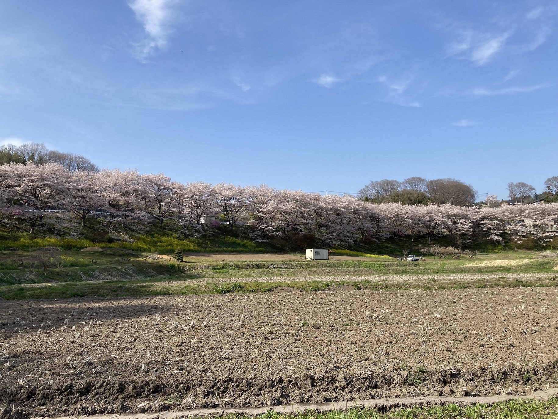 桜満開！！