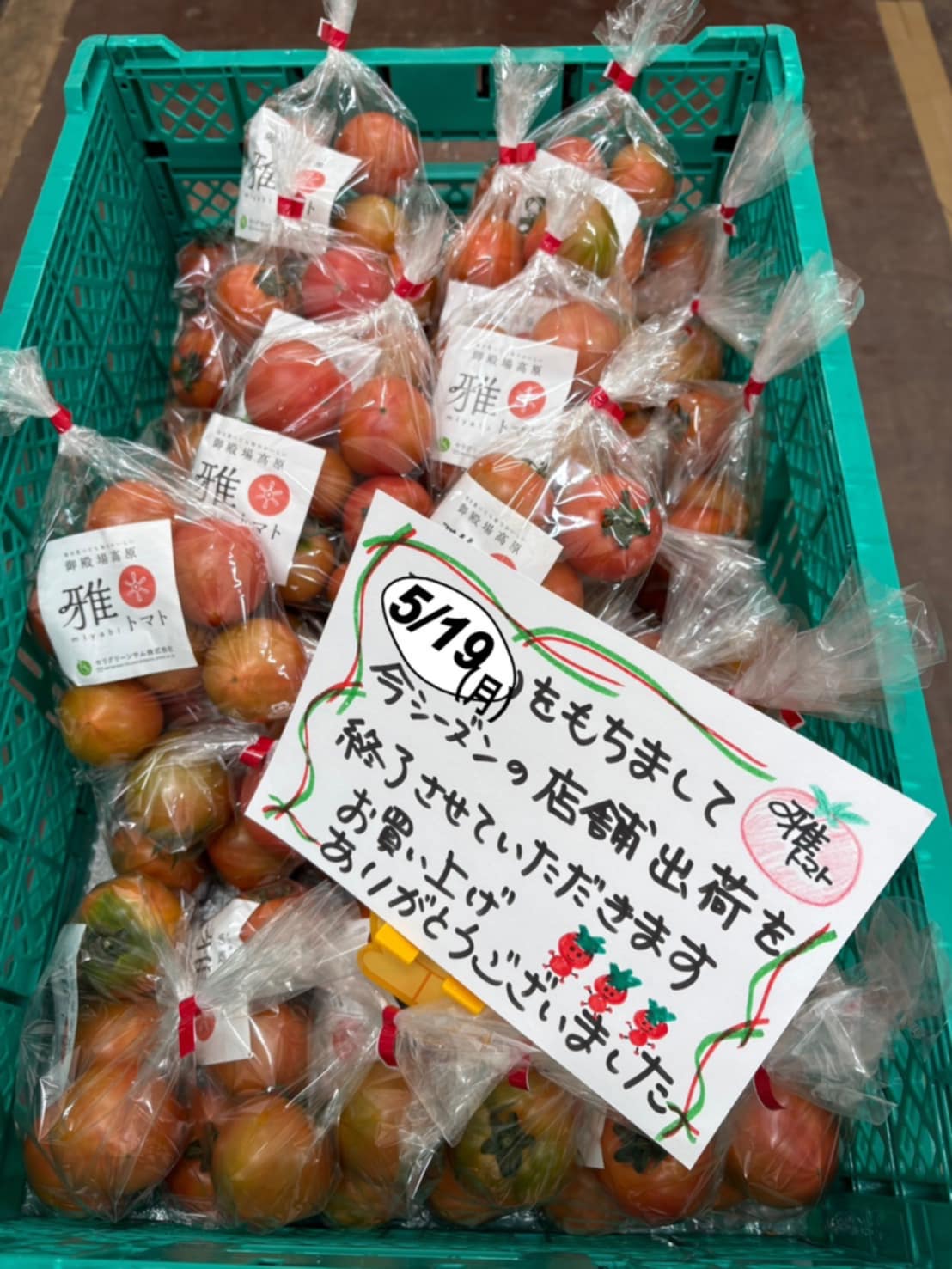 雅トマトの収穫&出荷が最終日を迎えました