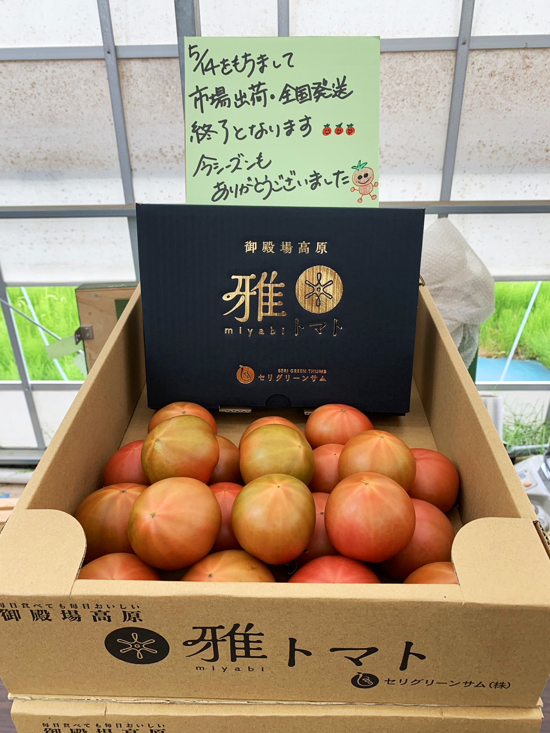 今シーズンの雅トマト出荷終了しました