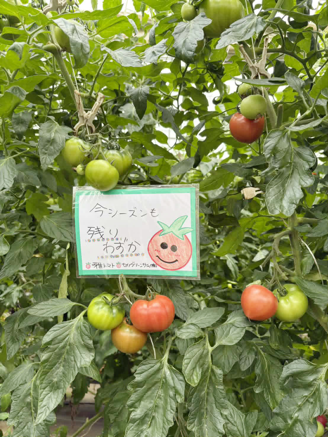 旨味が増した雅トマトも残りわずかです！