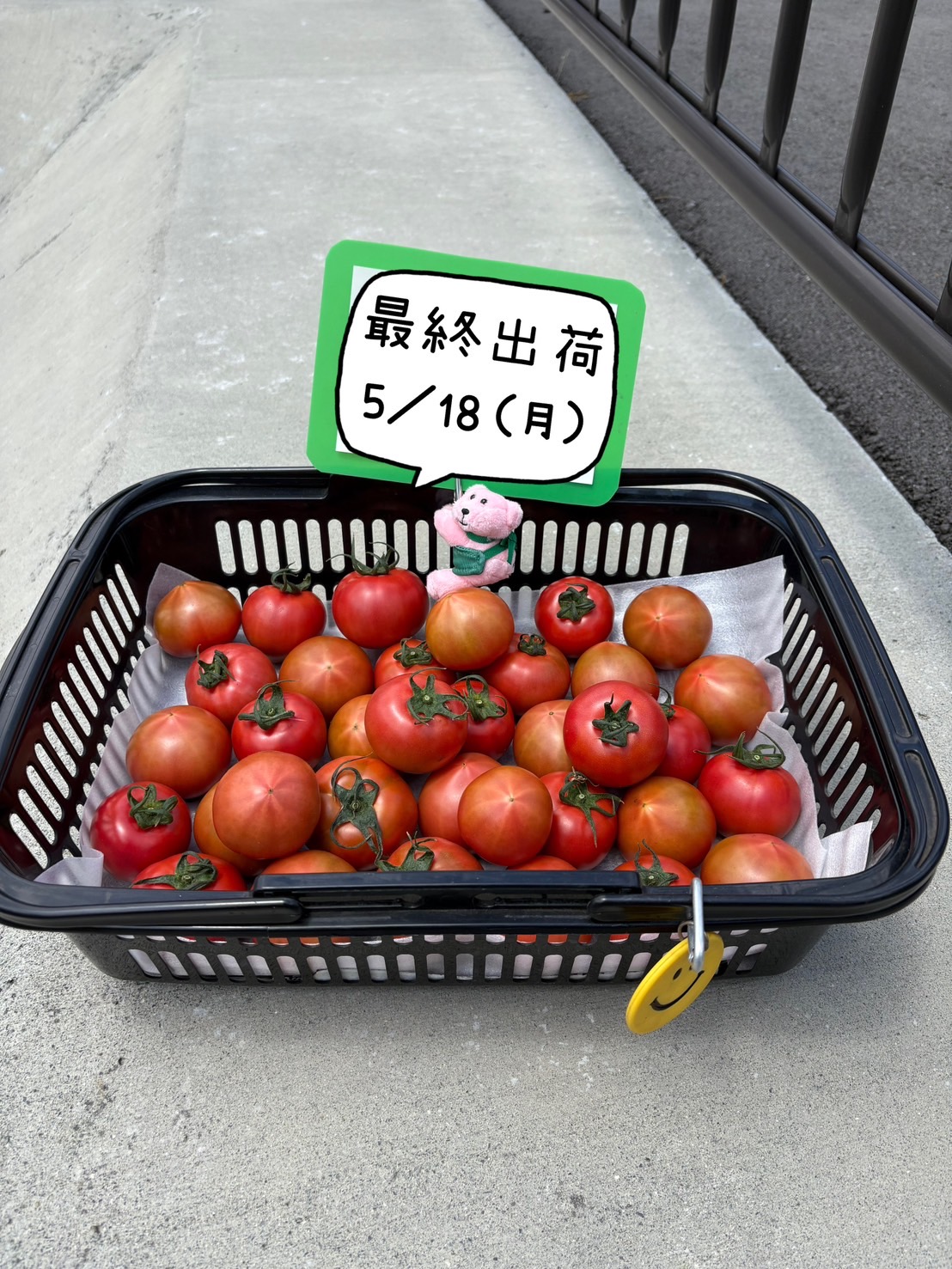 雅トマト最終出荷目前です！