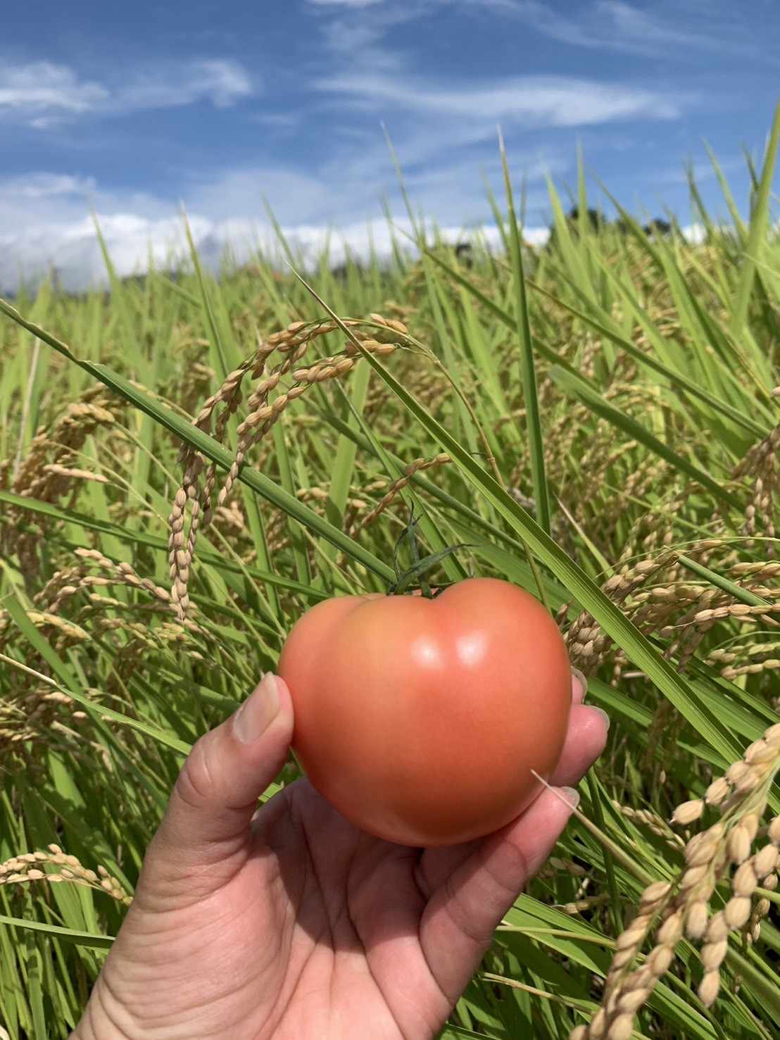 トマトの出荷が始まりました♪