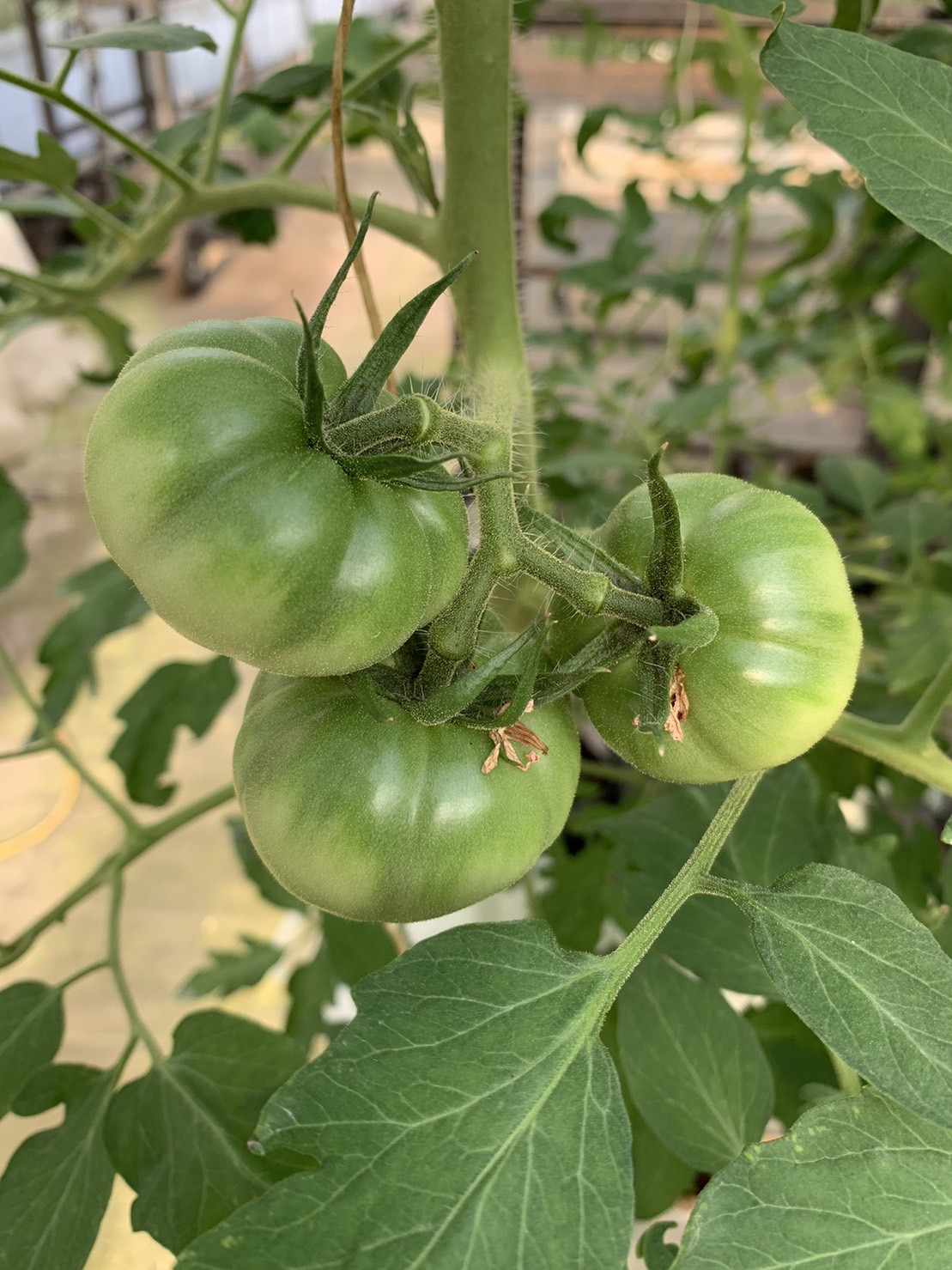 トマトが５日間でさらに大きくなりました♪