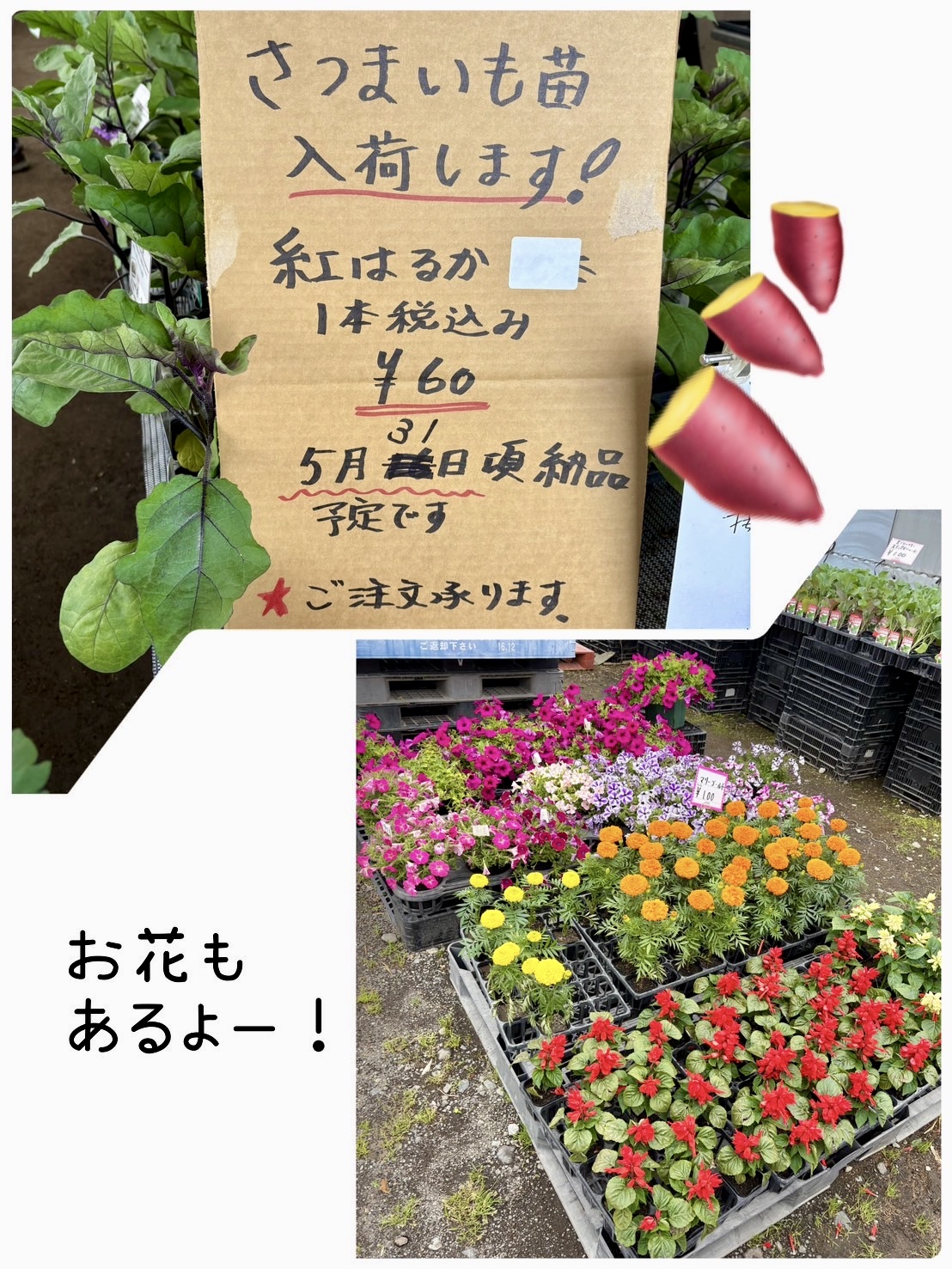 セリグリーンサム苗場情報♪