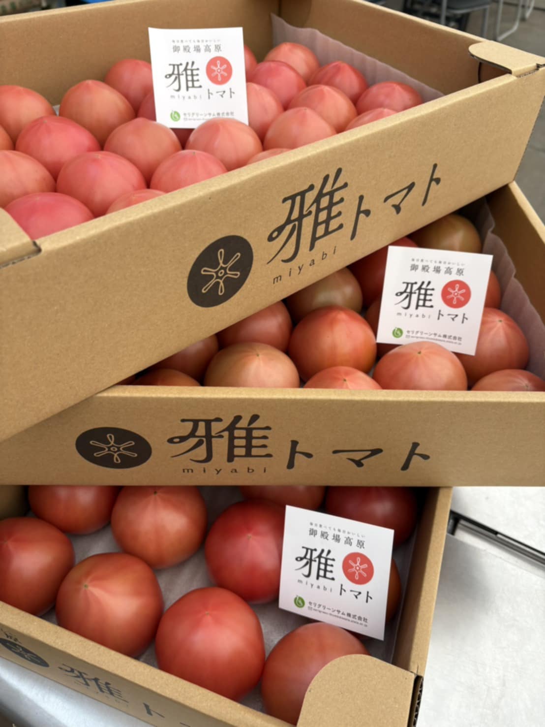 雅トマトの出荷が始まりました！