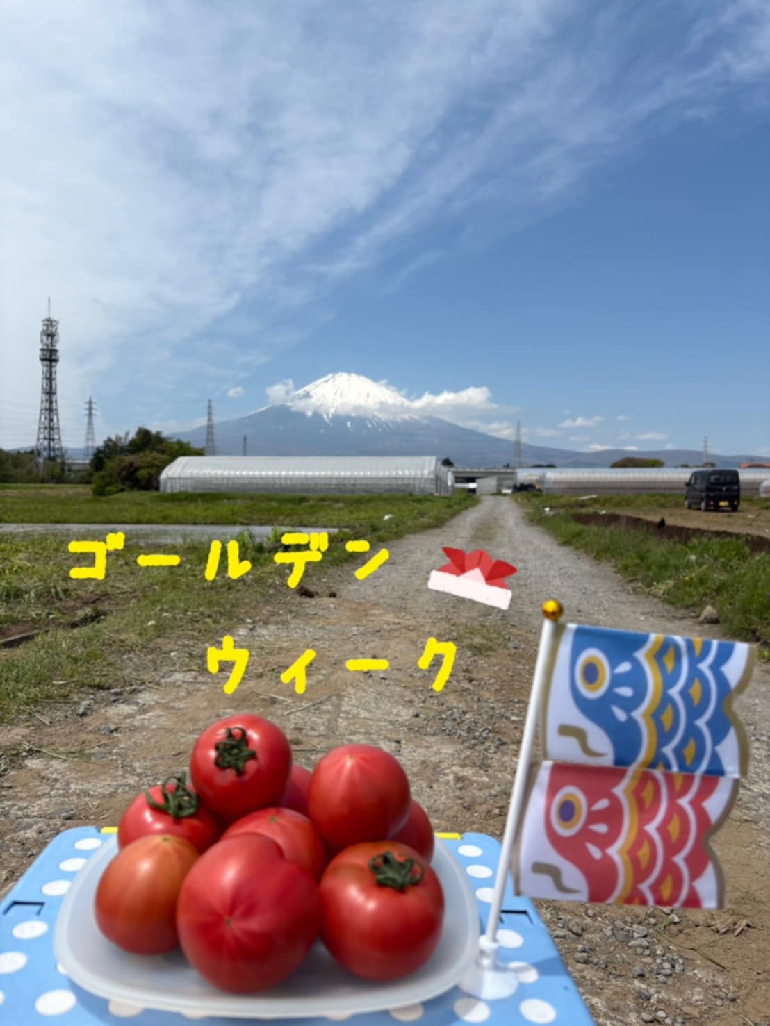 雅トマトいよいよラストスパートです！！