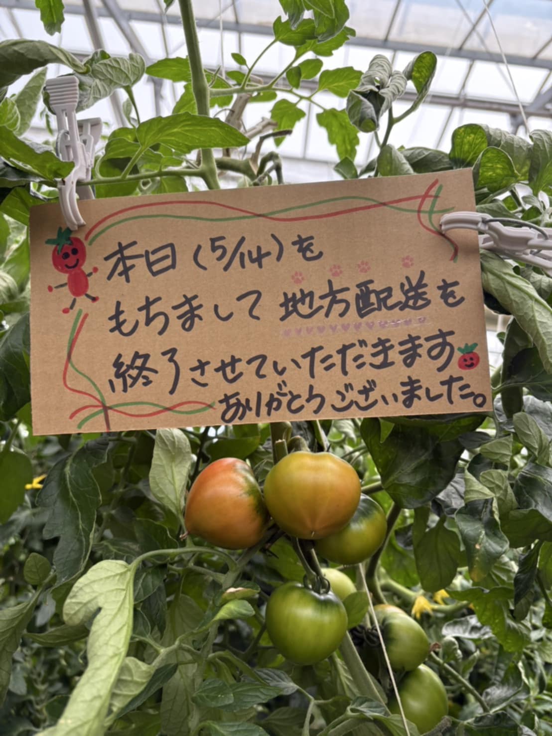 雅トマトの地方発送終了しました
