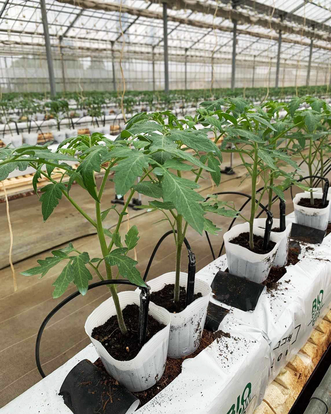 今シーズンの定植を行いました♪