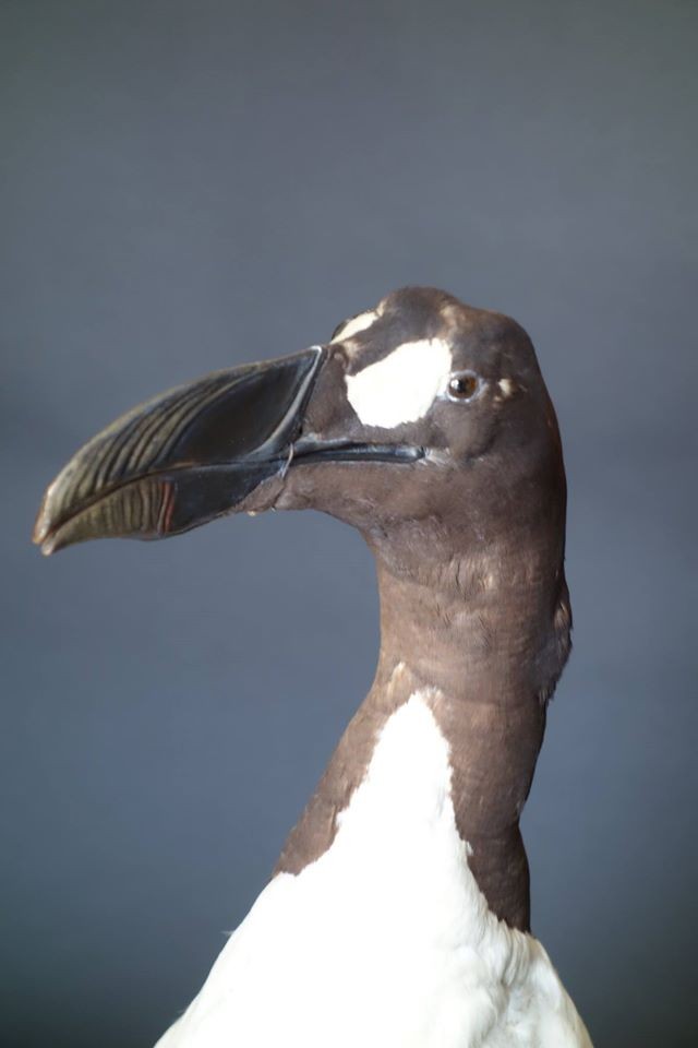 Grand pingouin détail / Photo musée Boucher-de-Perthes