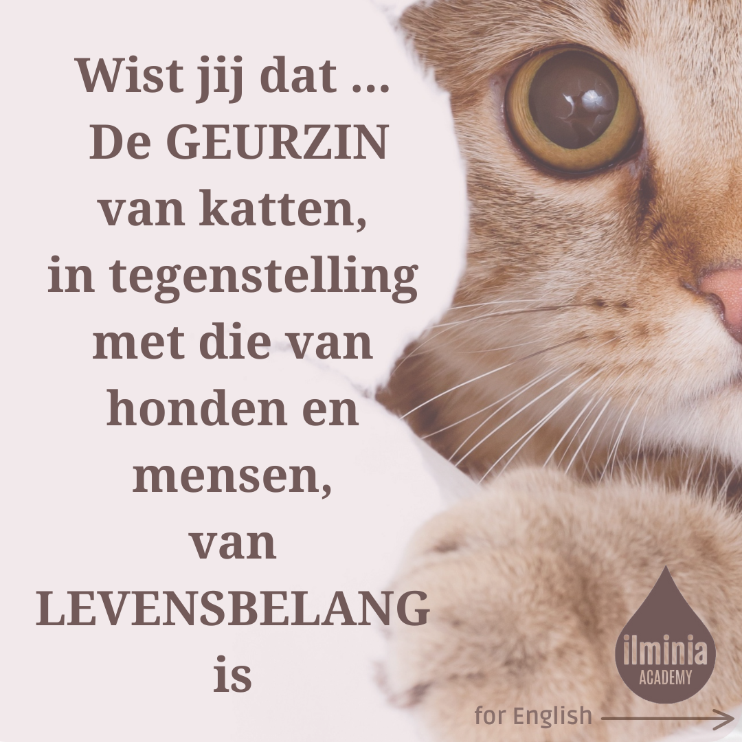 De geurzin van katten