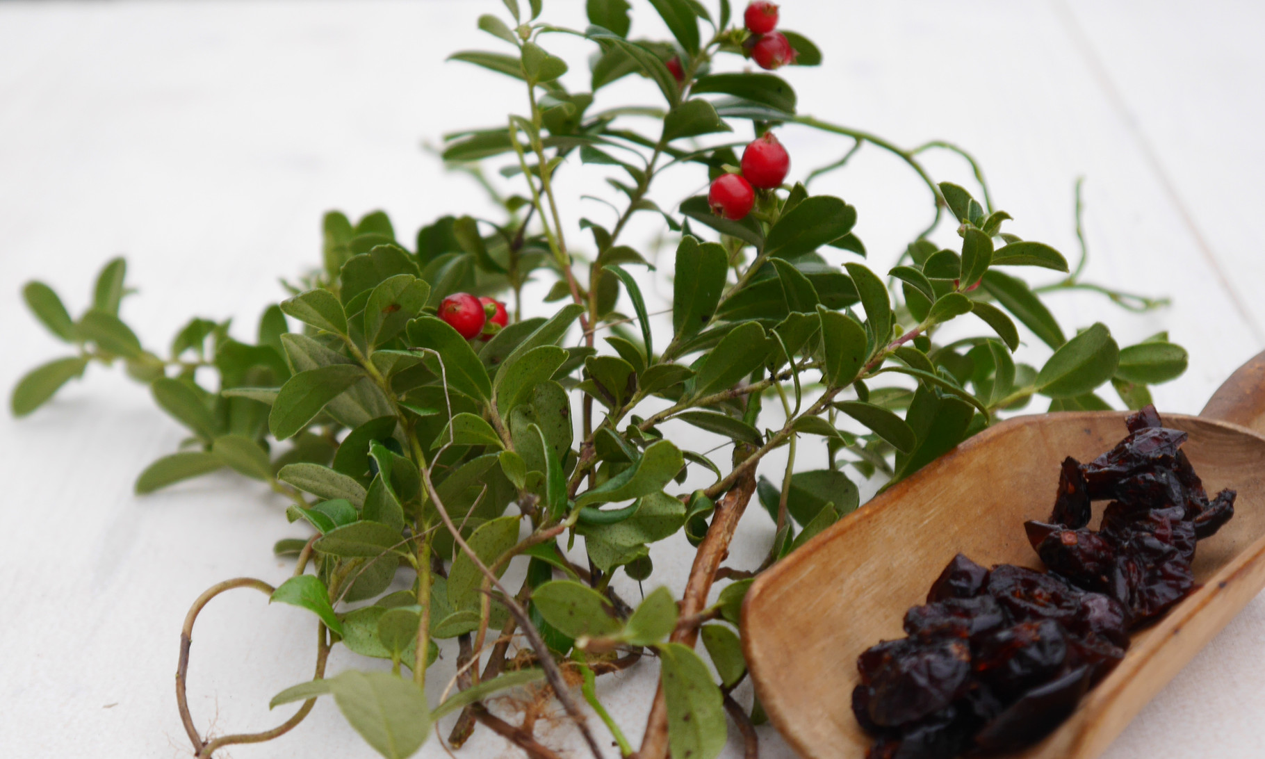 Preiselbeeren, Cranberrys: herb-fruchtig