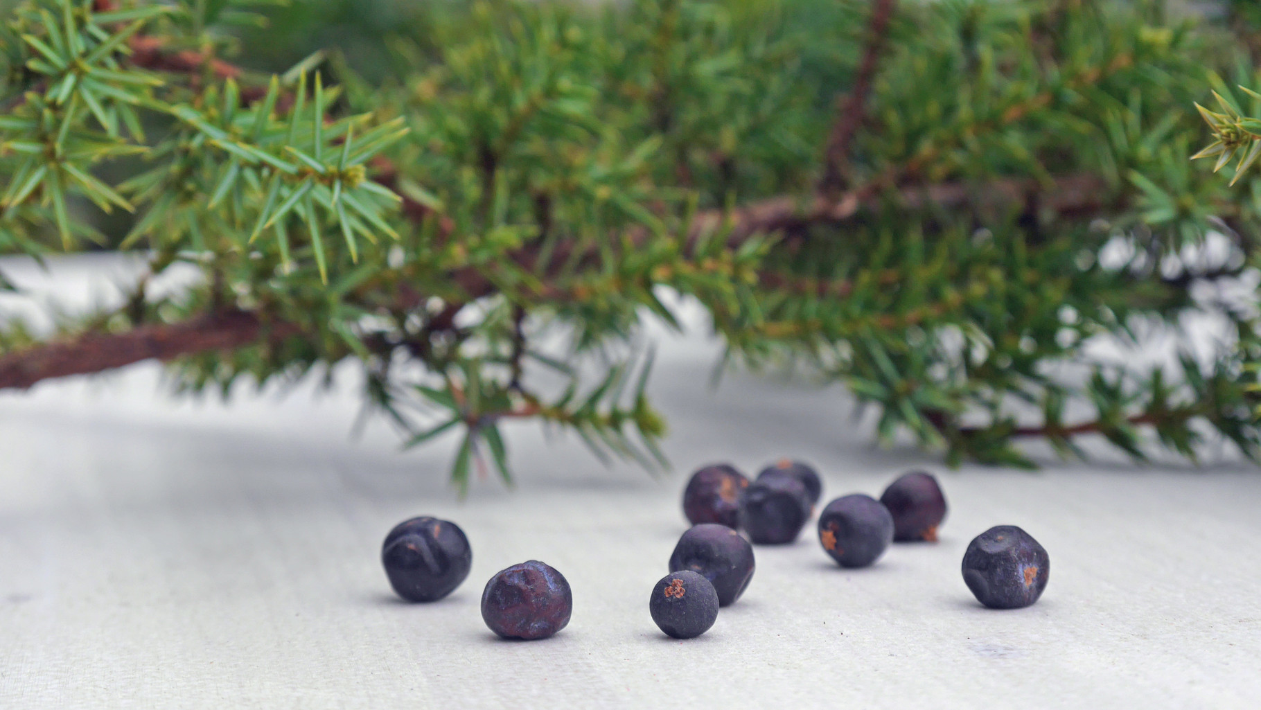 Wacholderbeeren: würz-harzig