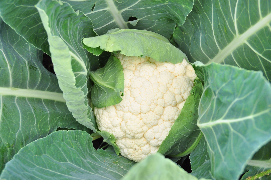 Blumenkohl