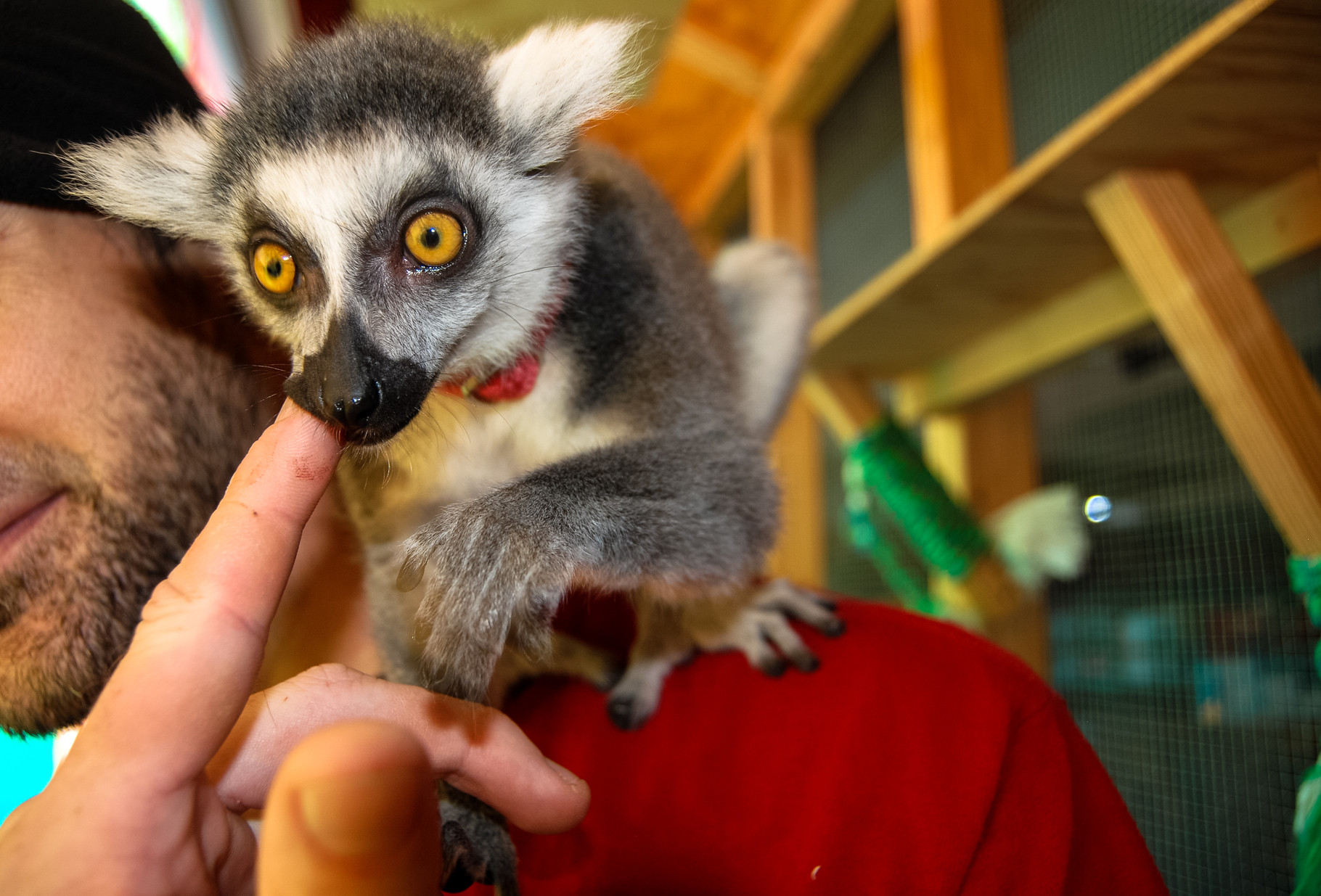 Fish Bowl Pet Store KLKingPhotography