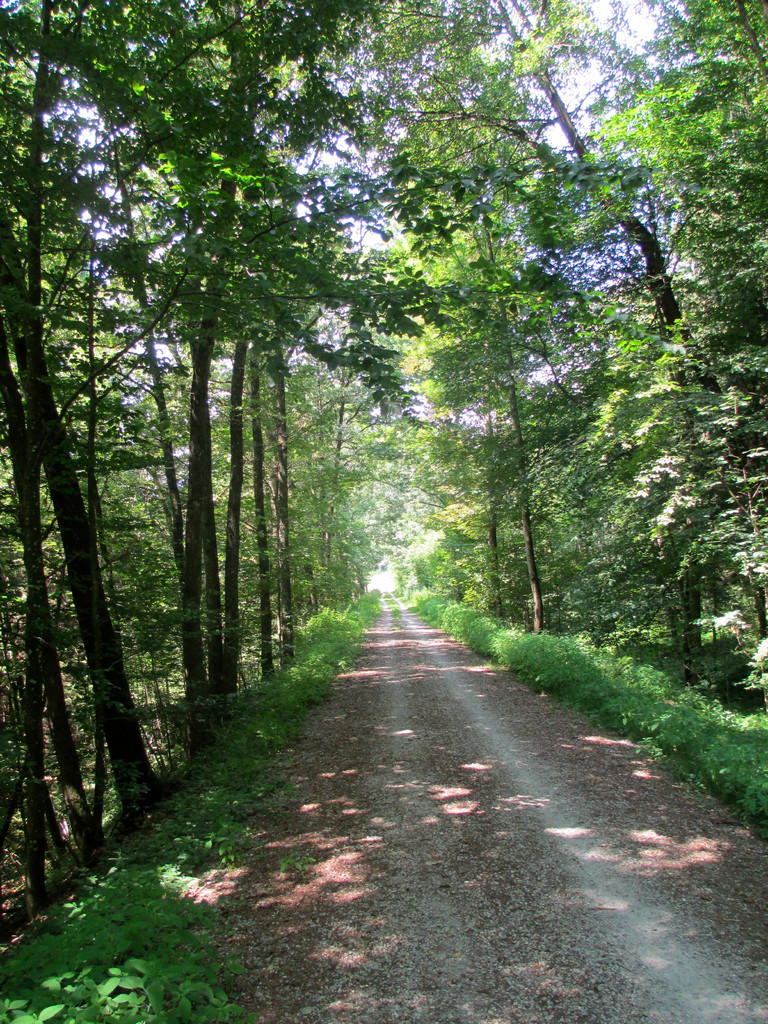 Waldweg ab Untergriesbach zum Griesebach