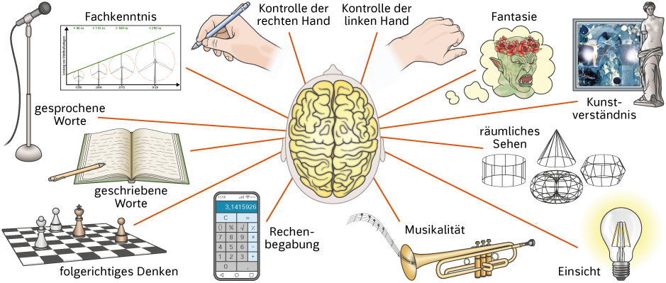 Die Hemisphären des Gehirns, Großhirn (Cerebrum), Aufgaben der linken und rechten Hirnhälfte, Illustration