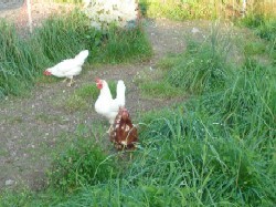 Braune und weisse Hühner mit einem glücklichen Güggu