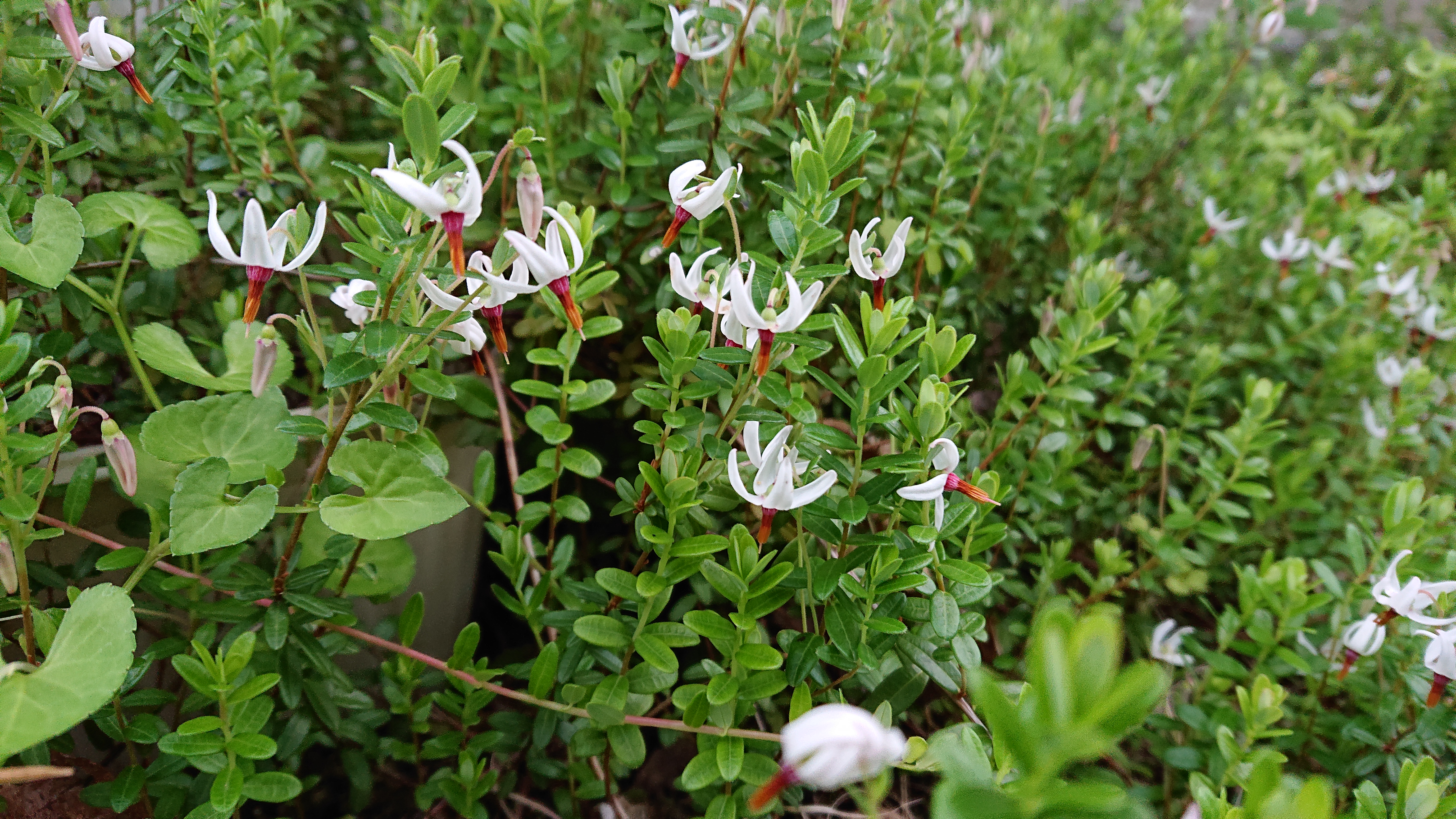 女性と泌尿器科 いしい腎泌尿器科クリニック