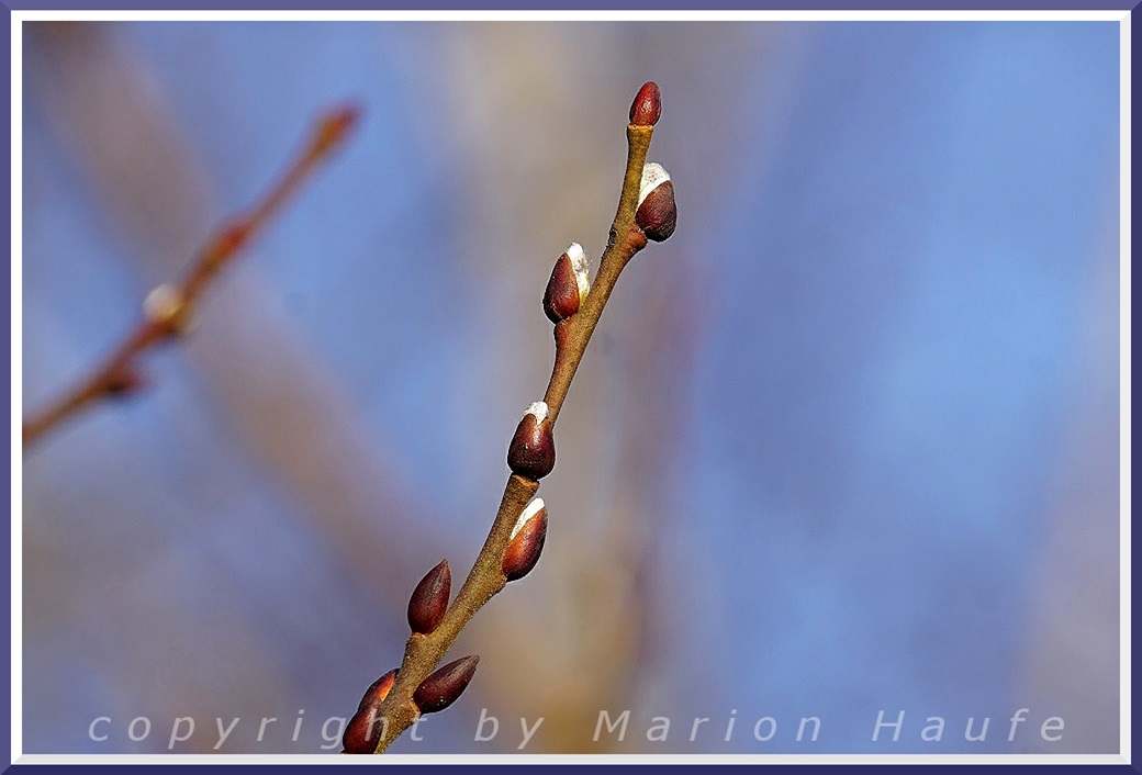 Die Sal-Weide (Salix caprea) - ein Baumleben für die Vielfalt