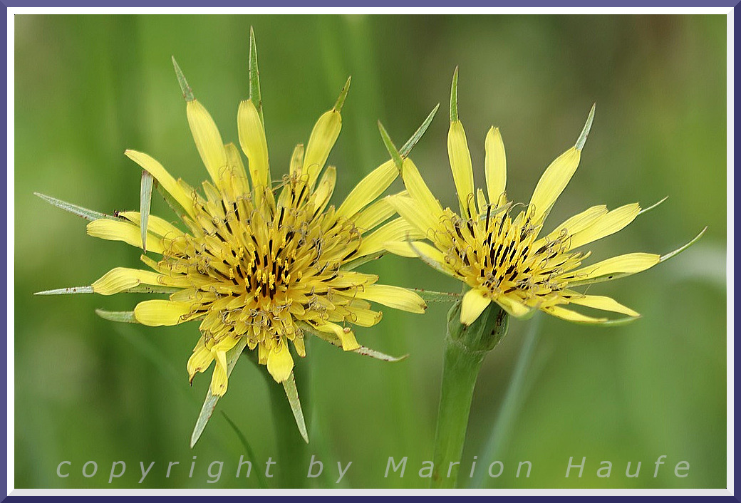 Der Wiesen-Bocksbart (Tragopogon pratensis)